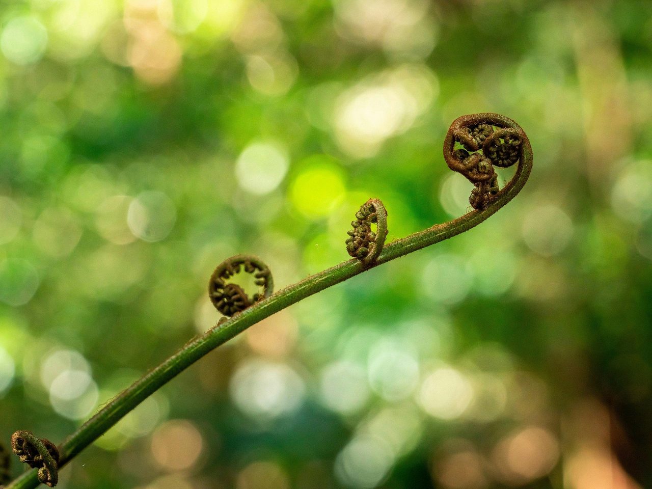 Explore Minnamurra Rainforest on the steep but rewarding Falls walk, on a daytrip from Sydney.
