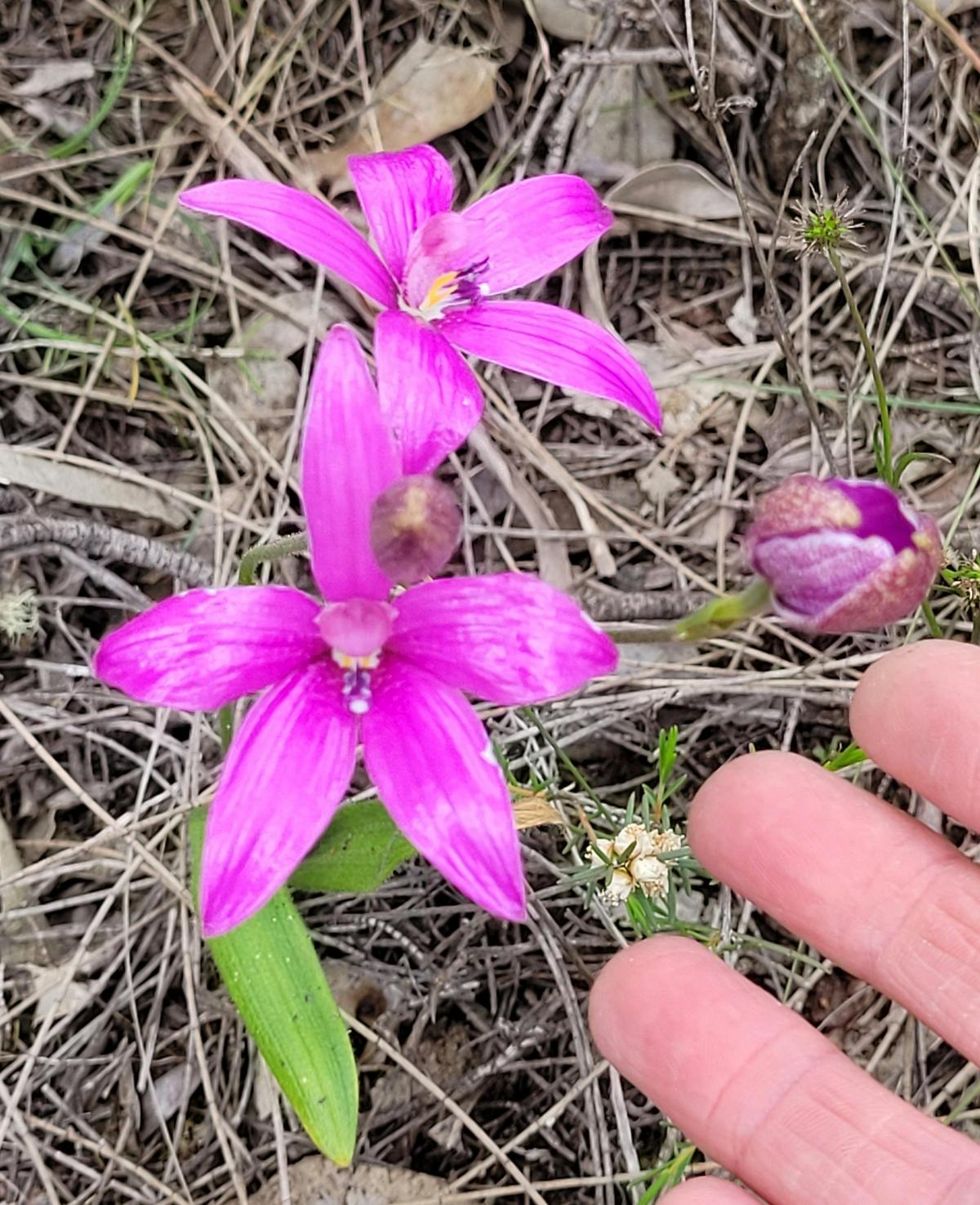 Wildflower Wonder