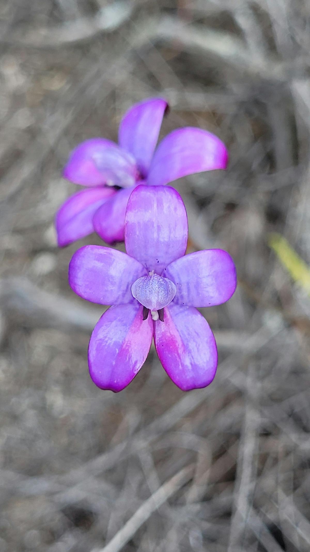 Collie Wildflower Experience
