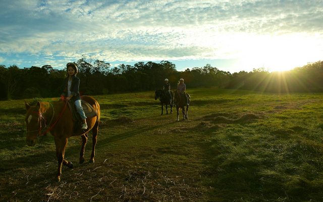Sydney Horse Riding Centre