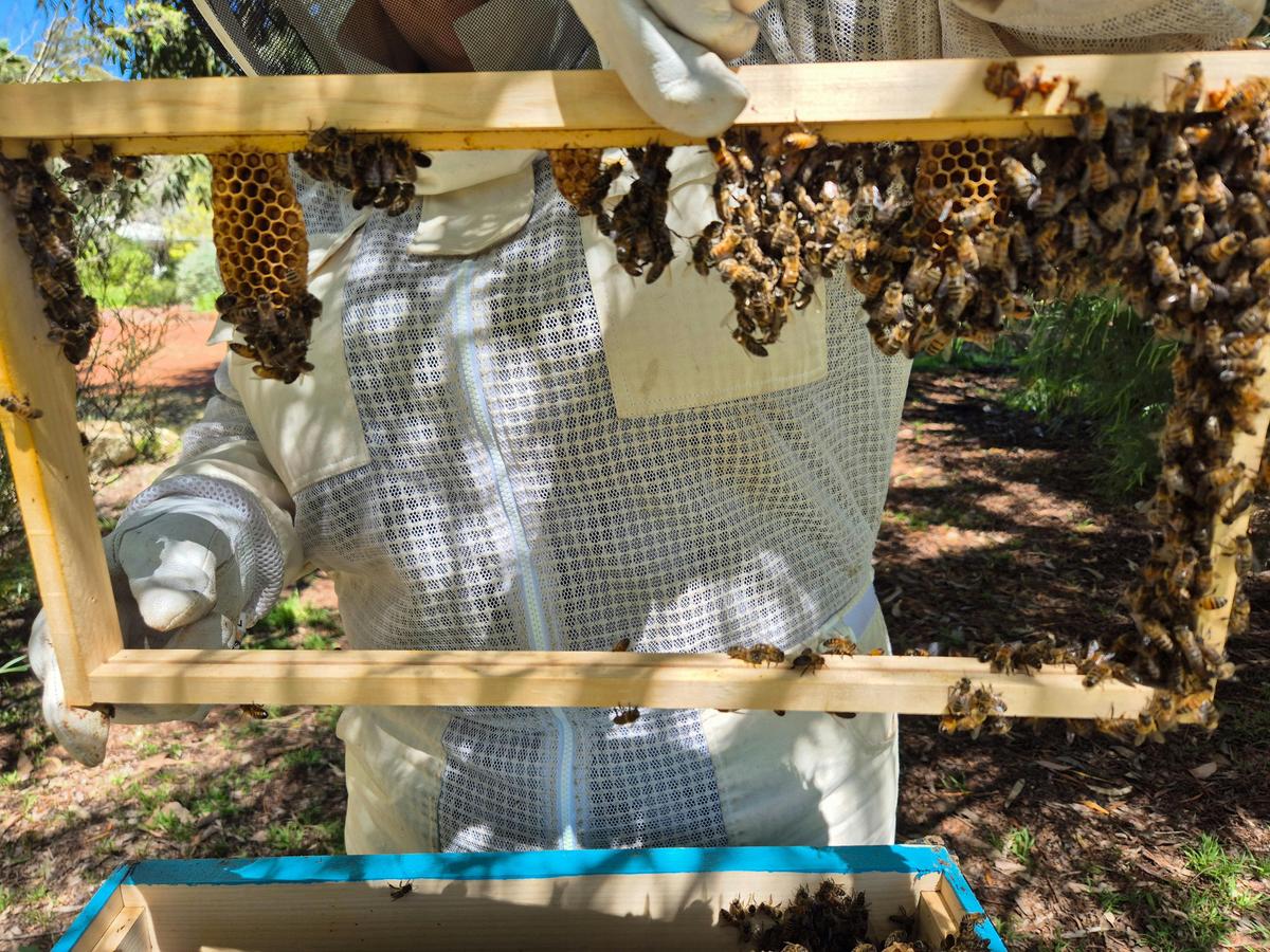 Beehive Frame