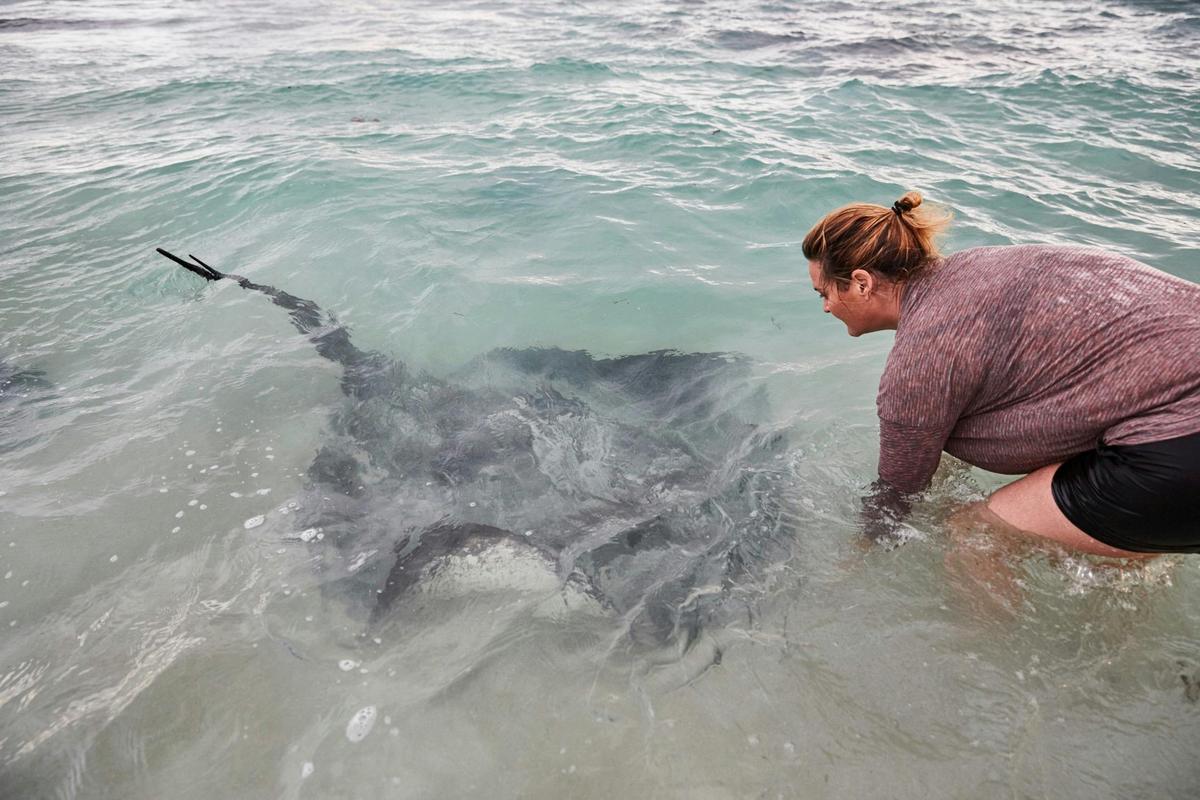 Stingray at Hamelin Bay, near Augusta.