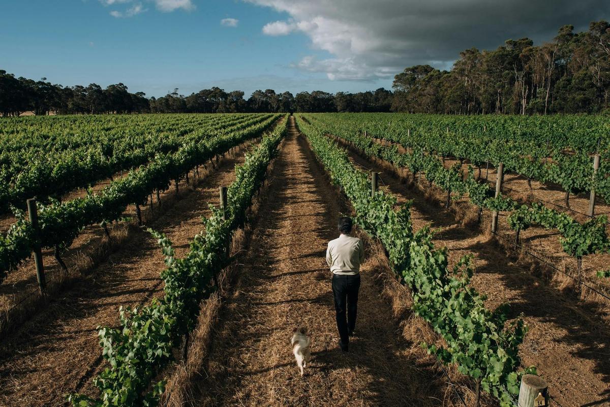 Robert and Rusty walking the vines