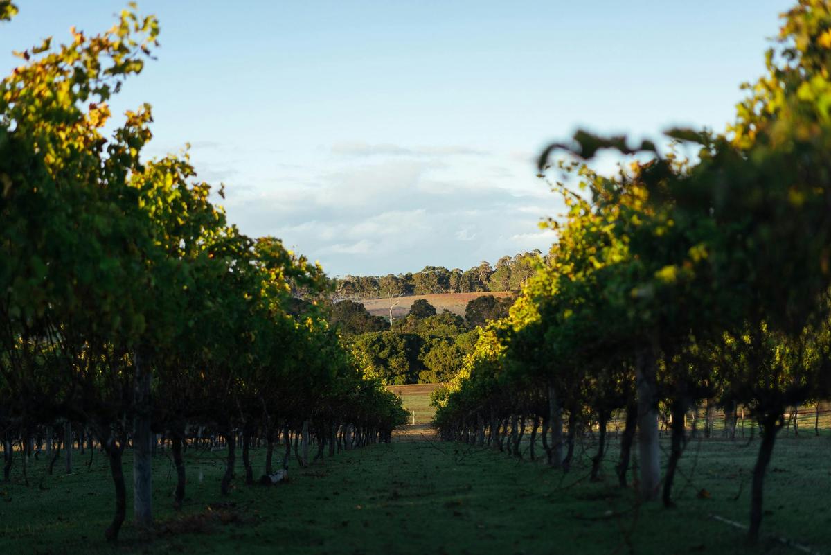 vineyard