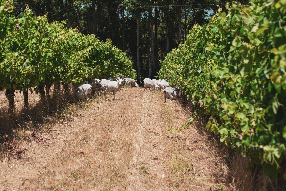 sheep vines