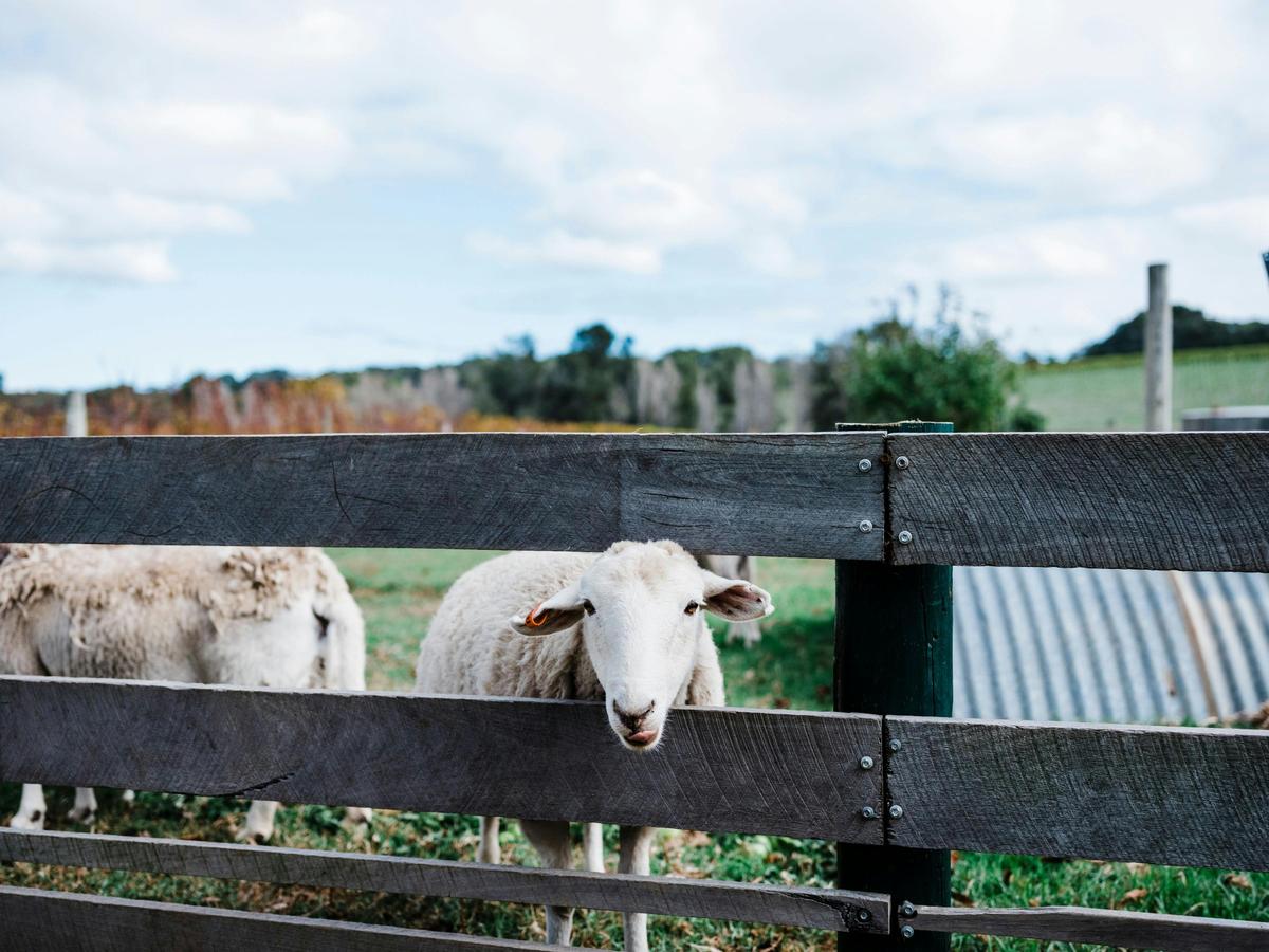 sheep fence