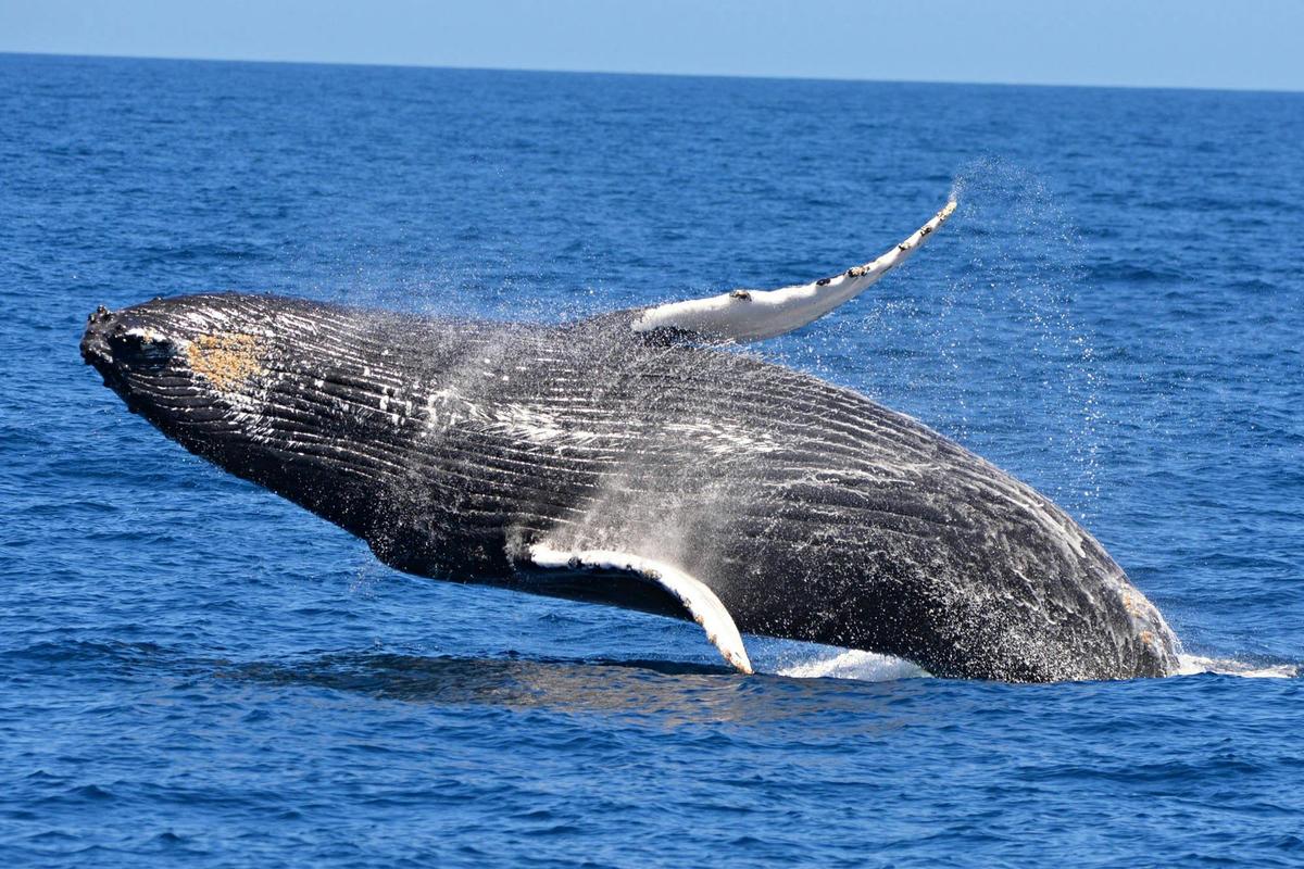 Whale watching