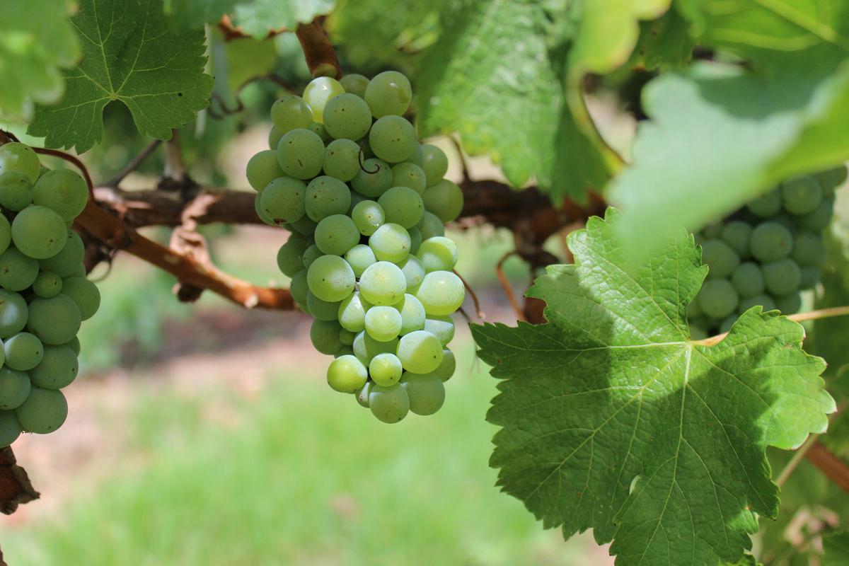 Full Day Wine Tour