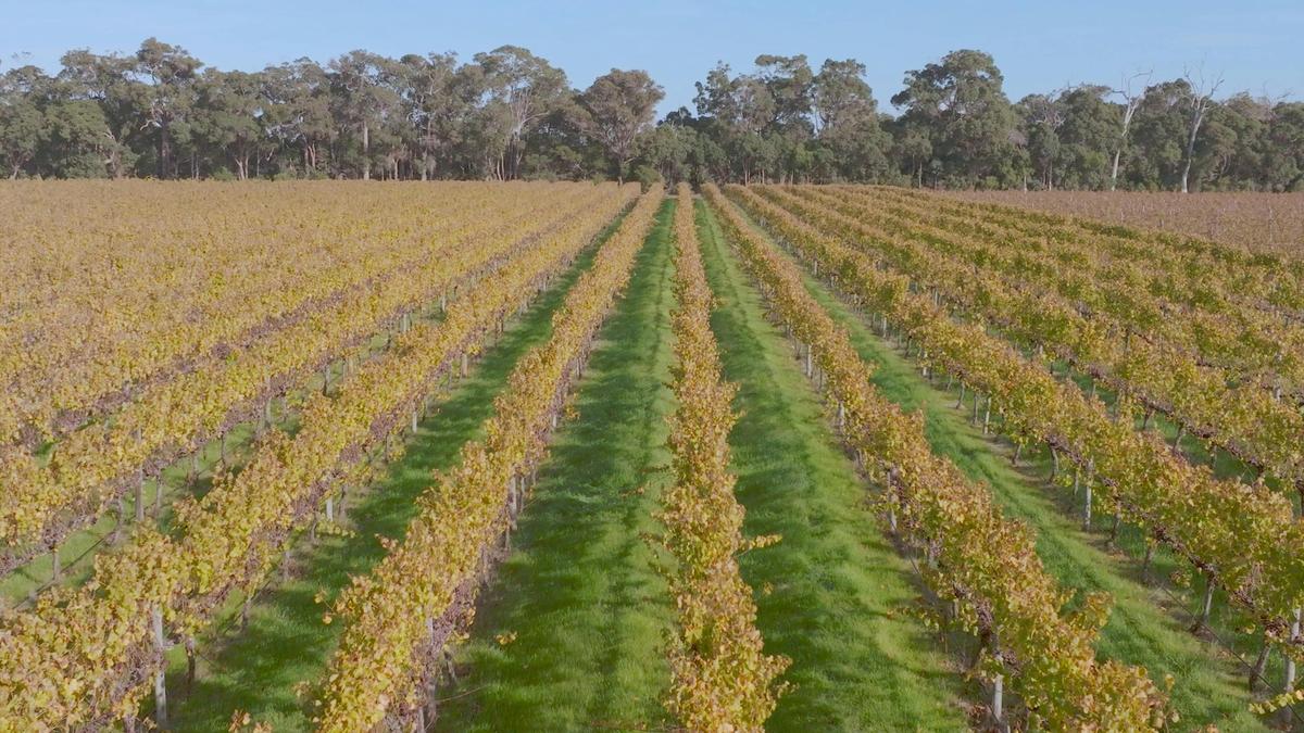 Premium Full Day Wine Tour