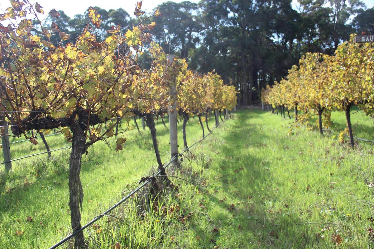 Experience Margaret River and Southwest Regions Extended Seven day Tour