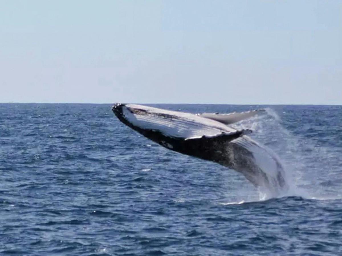 South West Odyssey Whale Watching Experience 8 Day Tour