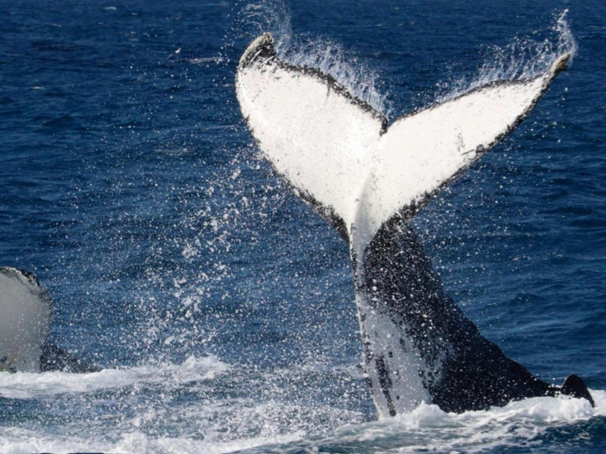 South West Odyssey Whale Watching Experience 8 Day Tour