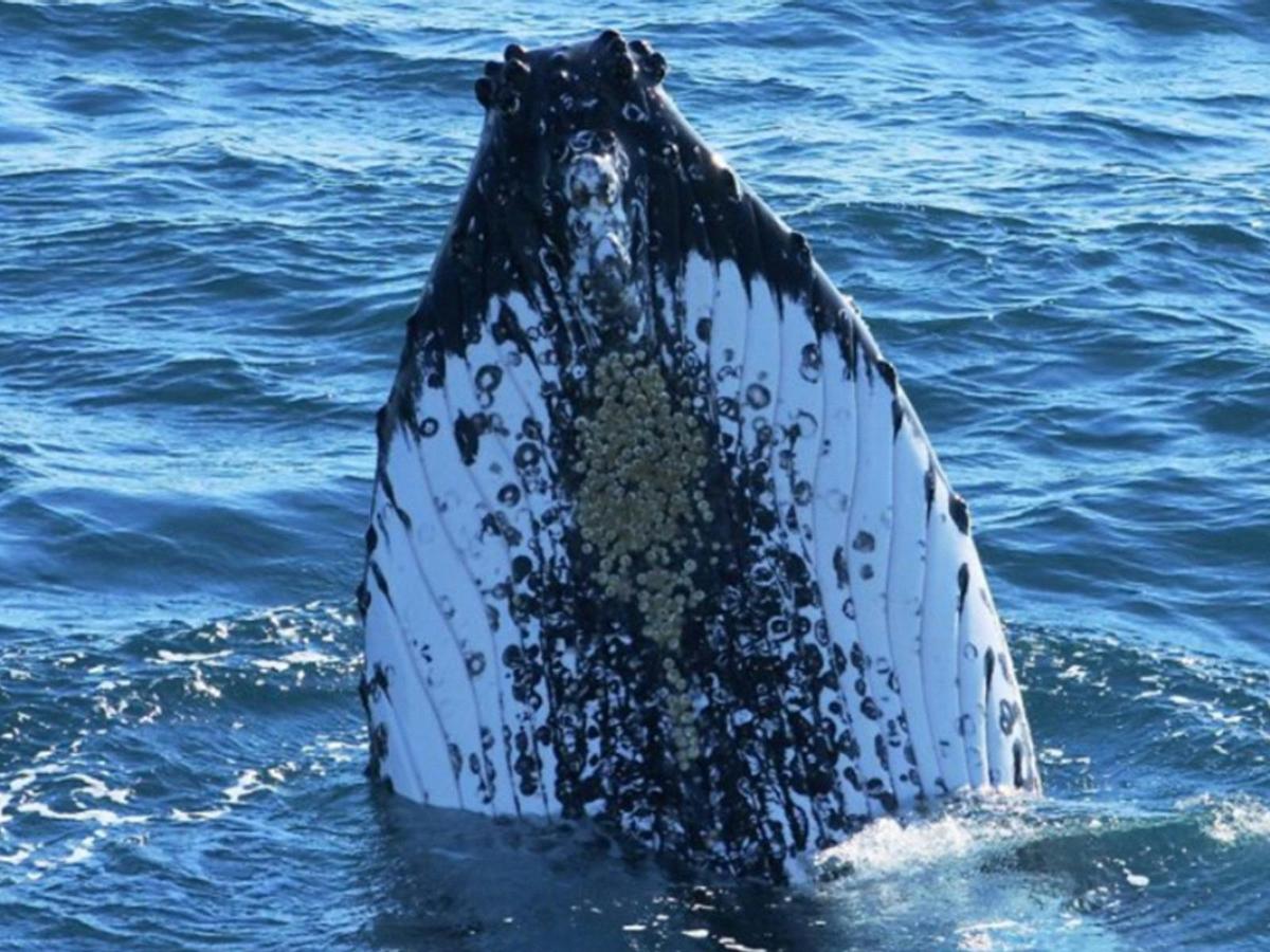 South West Odyssey Whale Watching Experience 8 Day Tour