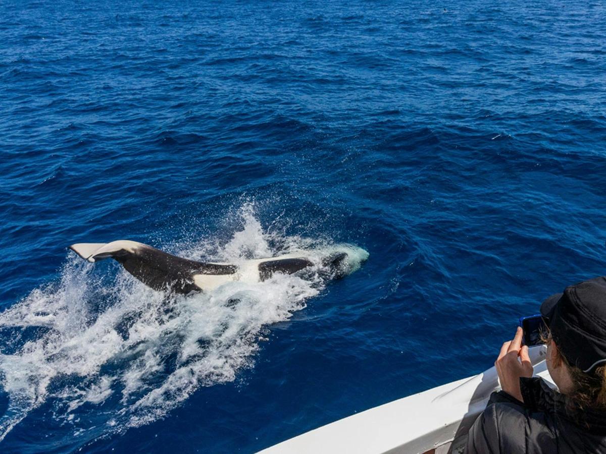 South West Odyssey Killer Whale Expedition 9 Day Tour