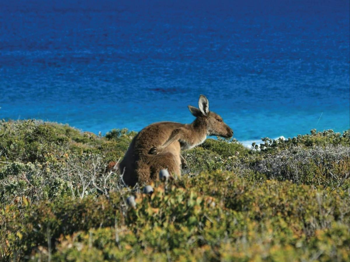South West Edge - Margaret River, Wave Rock to Esperance and Avon Valley Wilderness Discovery Escape