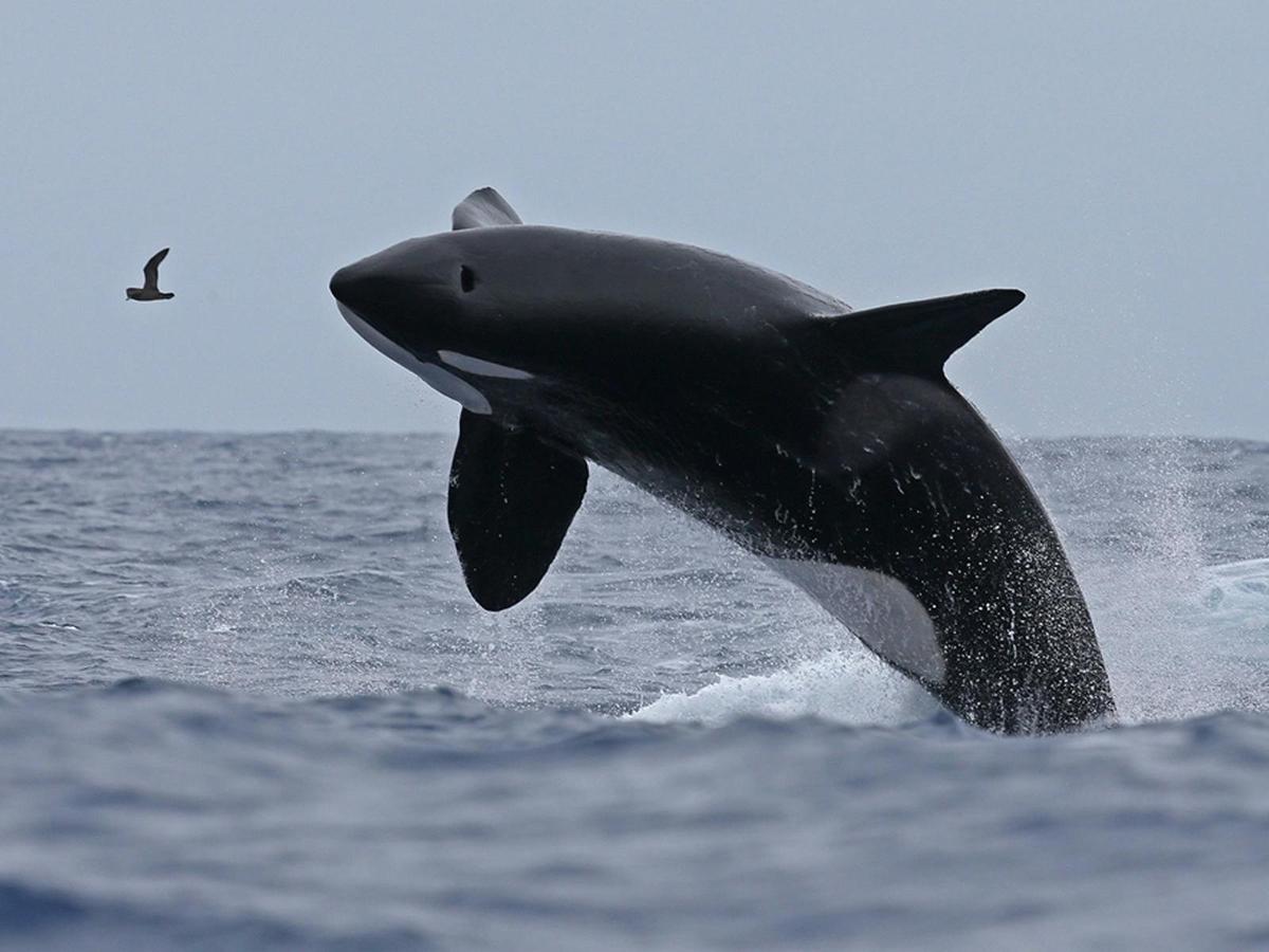 South West Odyssey Killer Whale Expedition 9 Day Tour