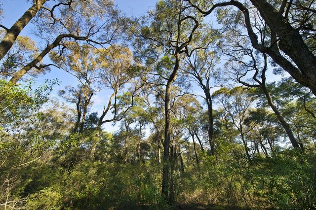 Sydney Turpentine – Ironbark Forest