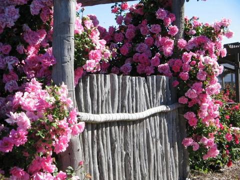 Kojonup Rose Maze