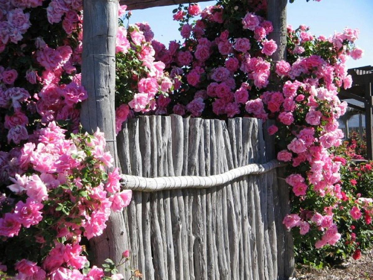 Kojonup Rose Maze