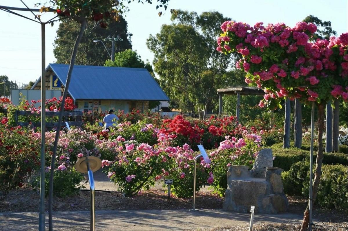 Kojonup Rose Maze