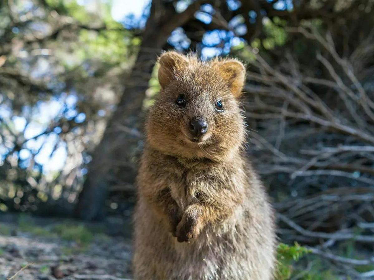 WA-Rottnest-Island-wildlife-quokka