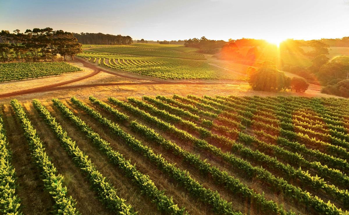 Leeuwin Estate Vineyard