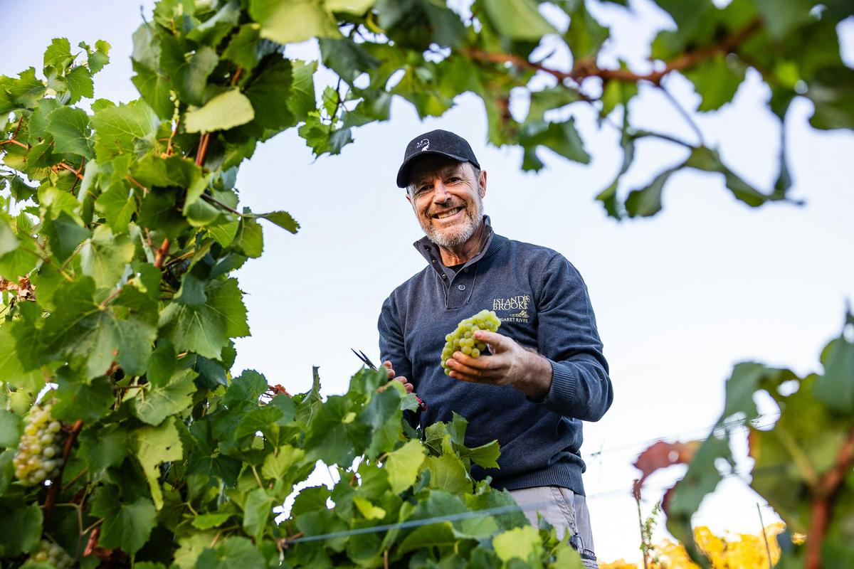 Chardonnay Hand Pick