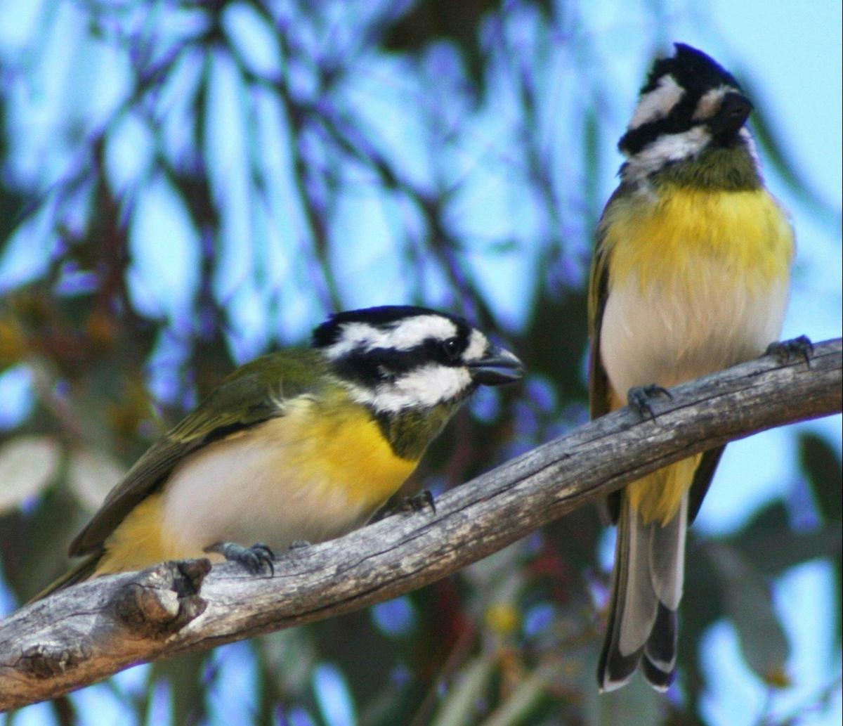 Birdlife at King River