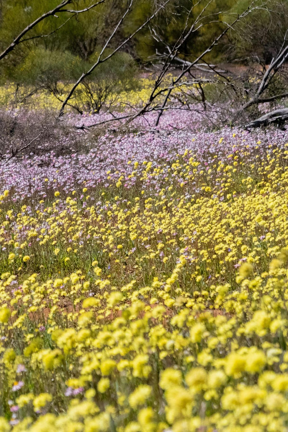 Midwest Wildflower Tour