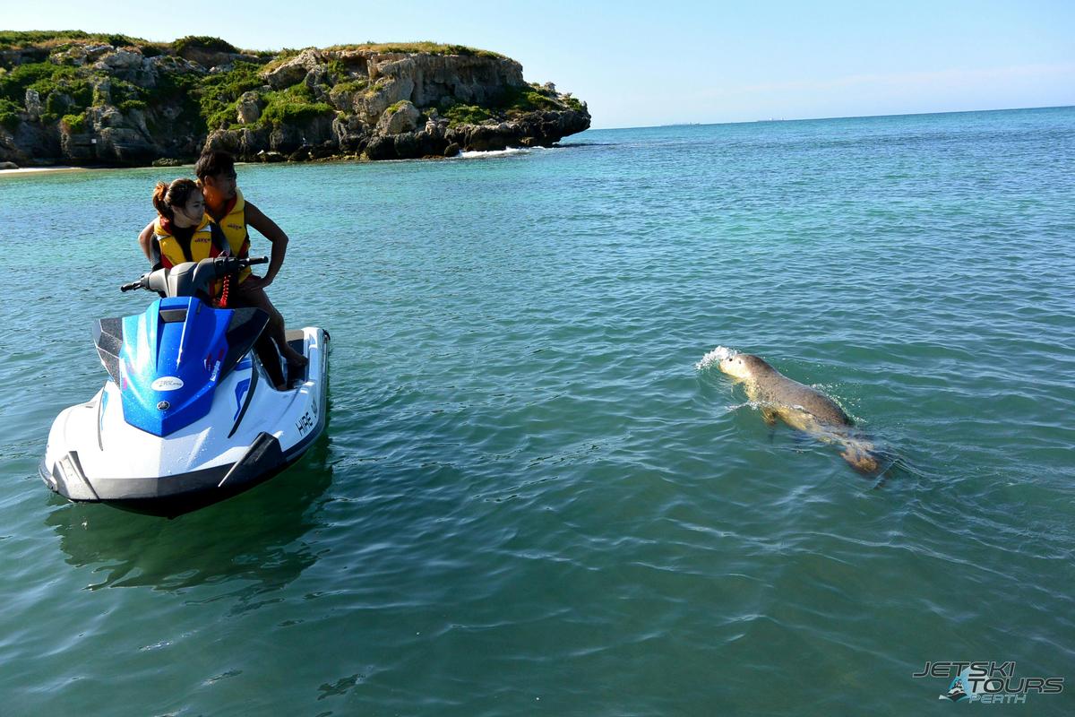 Sea Lion encounter - Jet Ski Tour