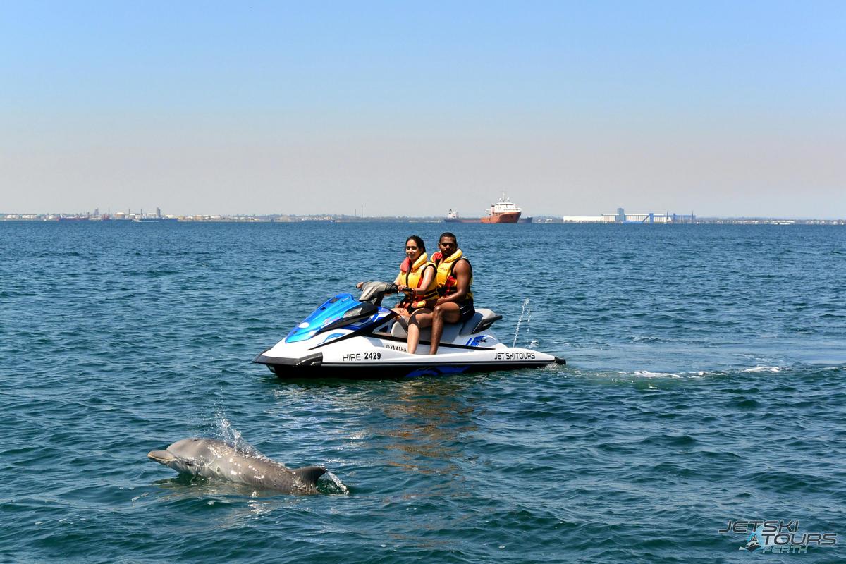 Dolphin - Garden Island