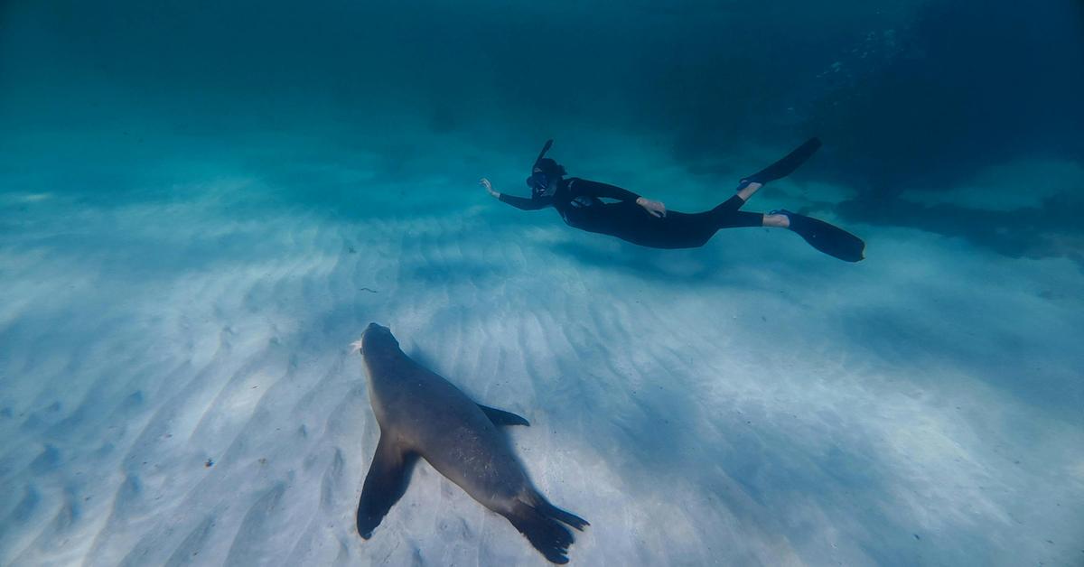 Swim with Australian Sea Lions in Jurien Bay