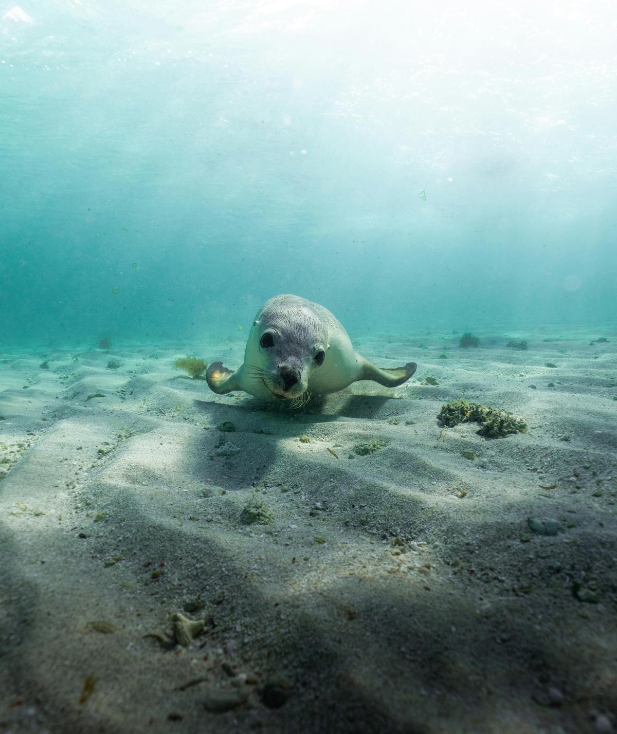 Sea Lion