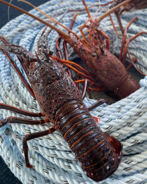 Rock Lobster Catch and Keep Tour
