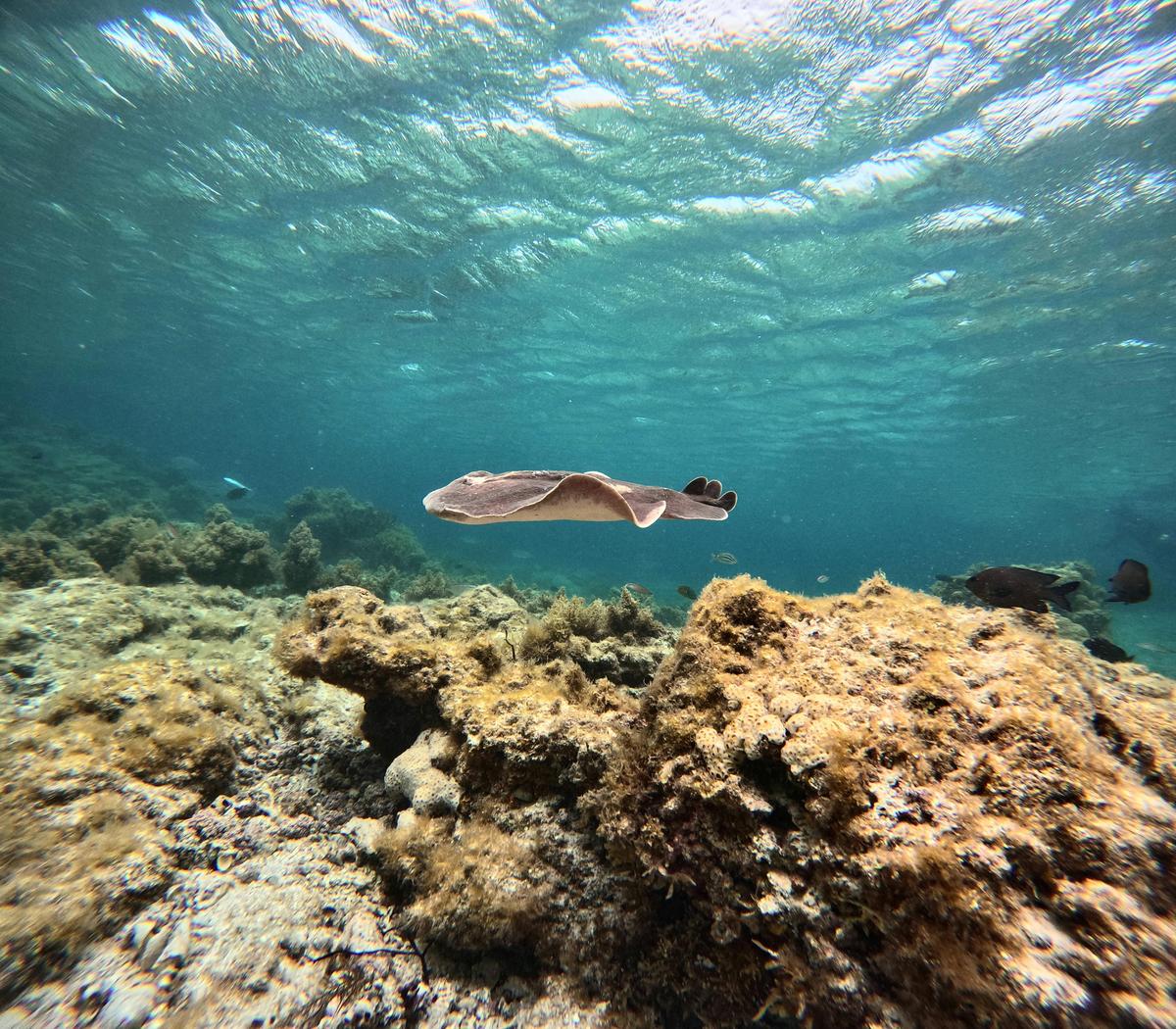 Jurien Bay Reef Snorkel Tour