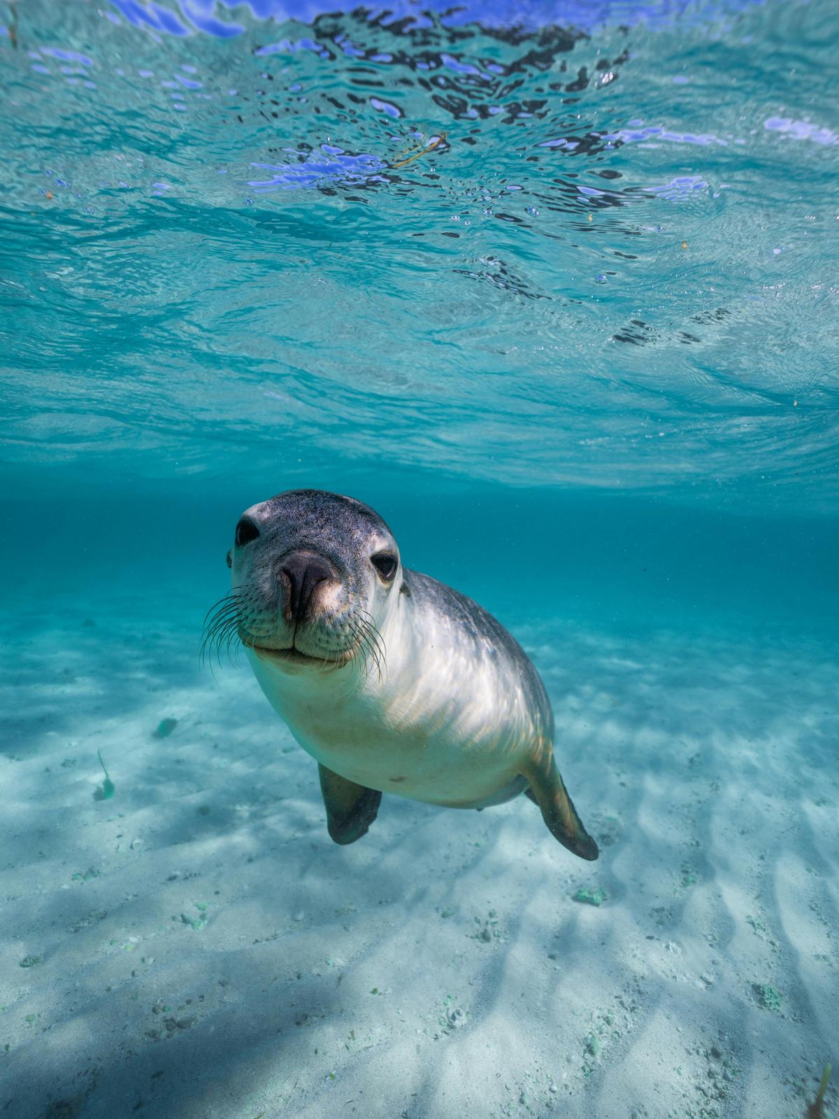 Sea lion