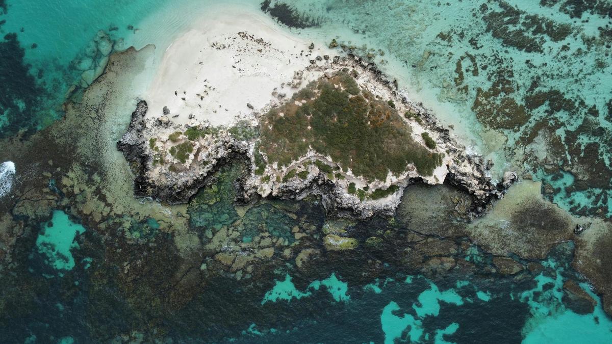 Swim with Australian Sea Lions in Jurien Bay