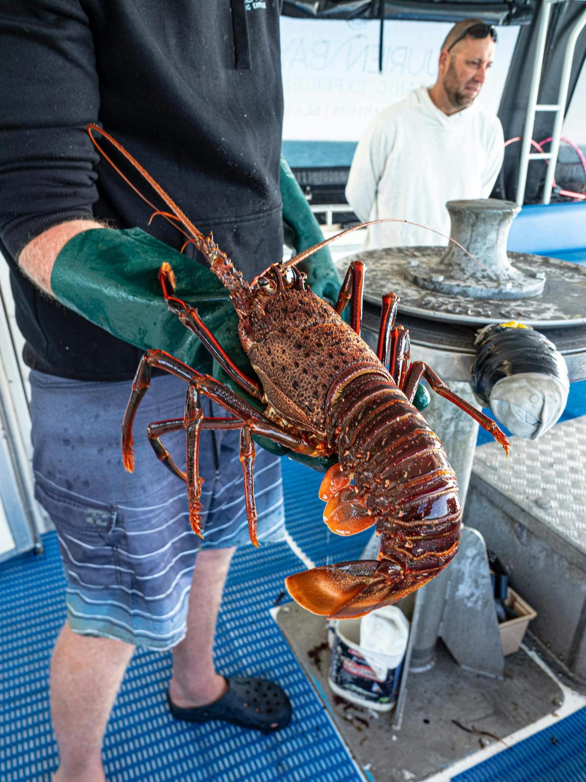 Rock Lobster Catch and Keep Tour