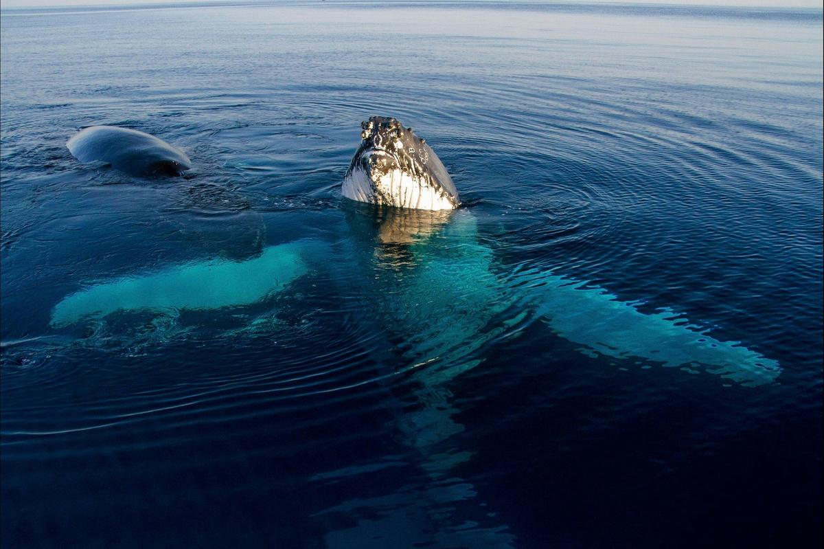 Whale Shark Snorkelling Adventure Tour