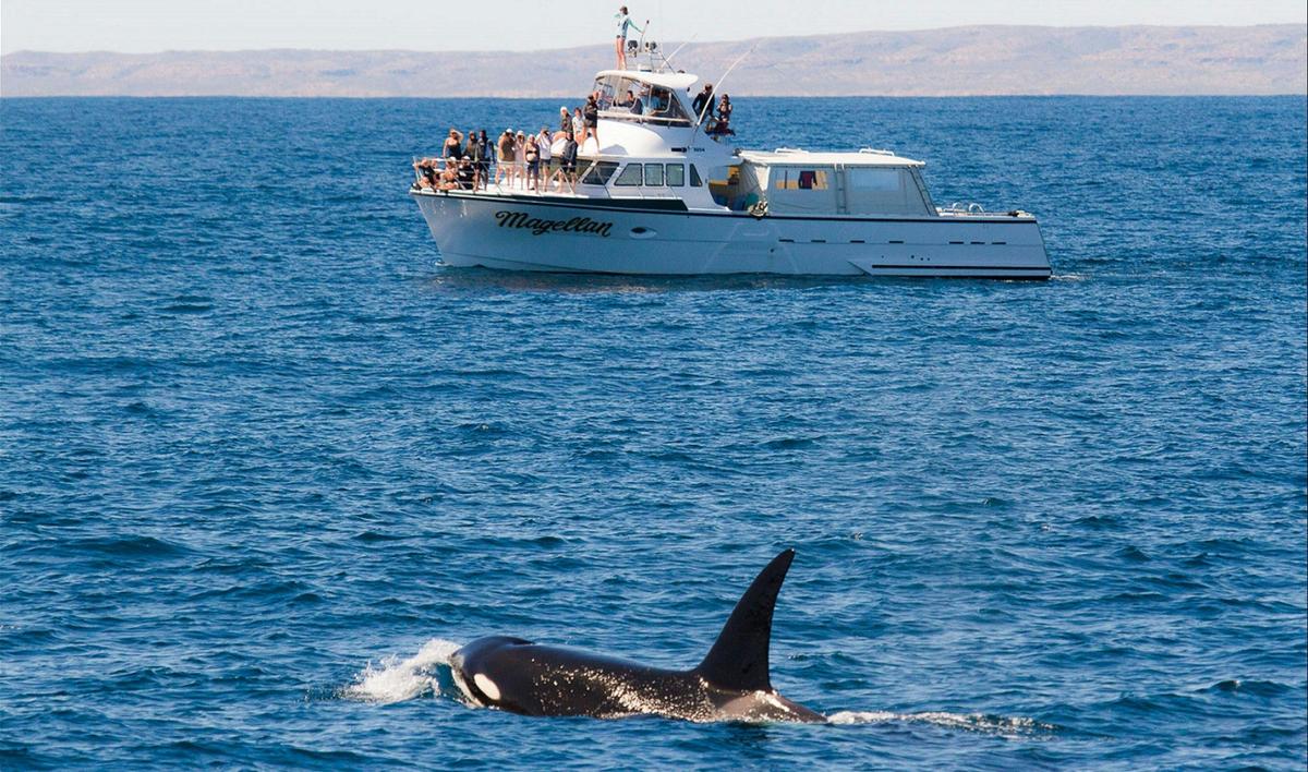 Whale Shark Snorkelling Adventure Tour