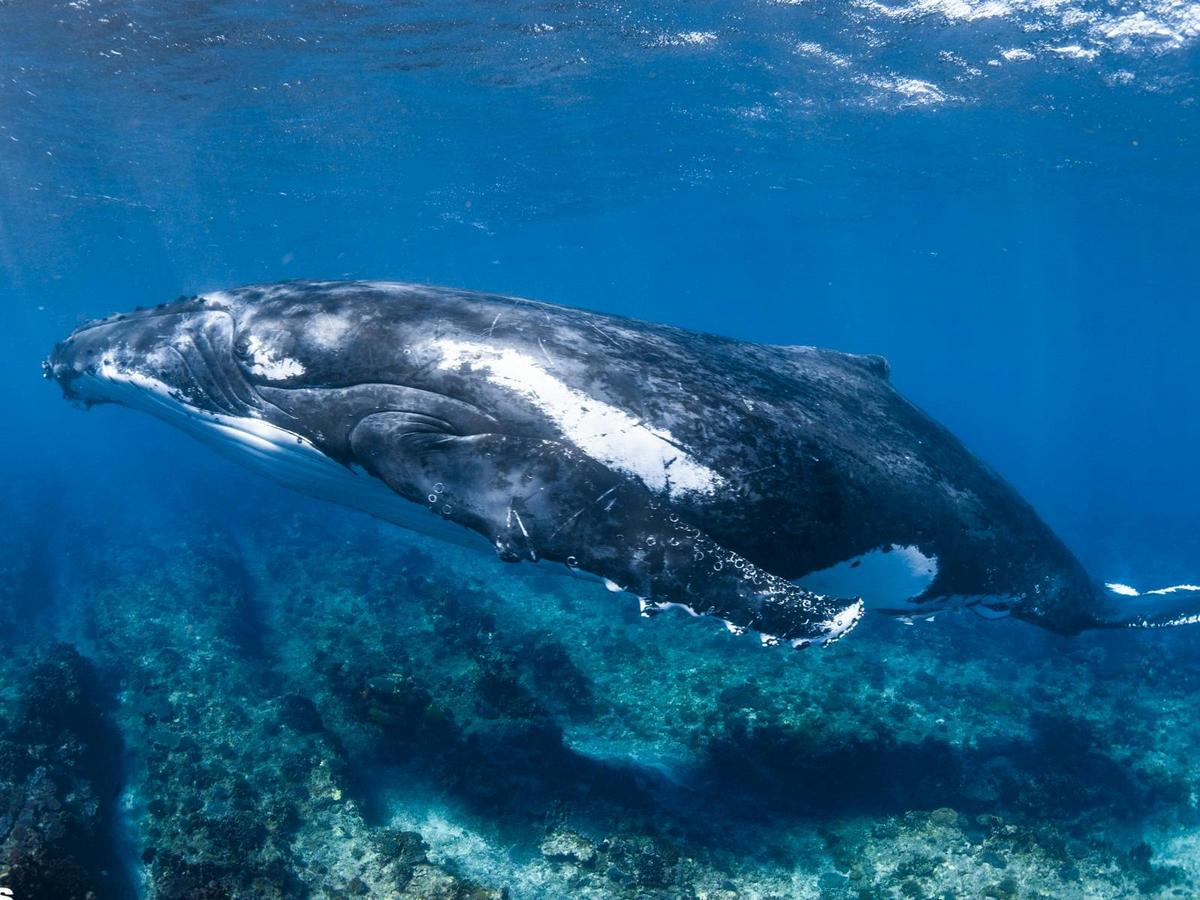 Humpback Whale