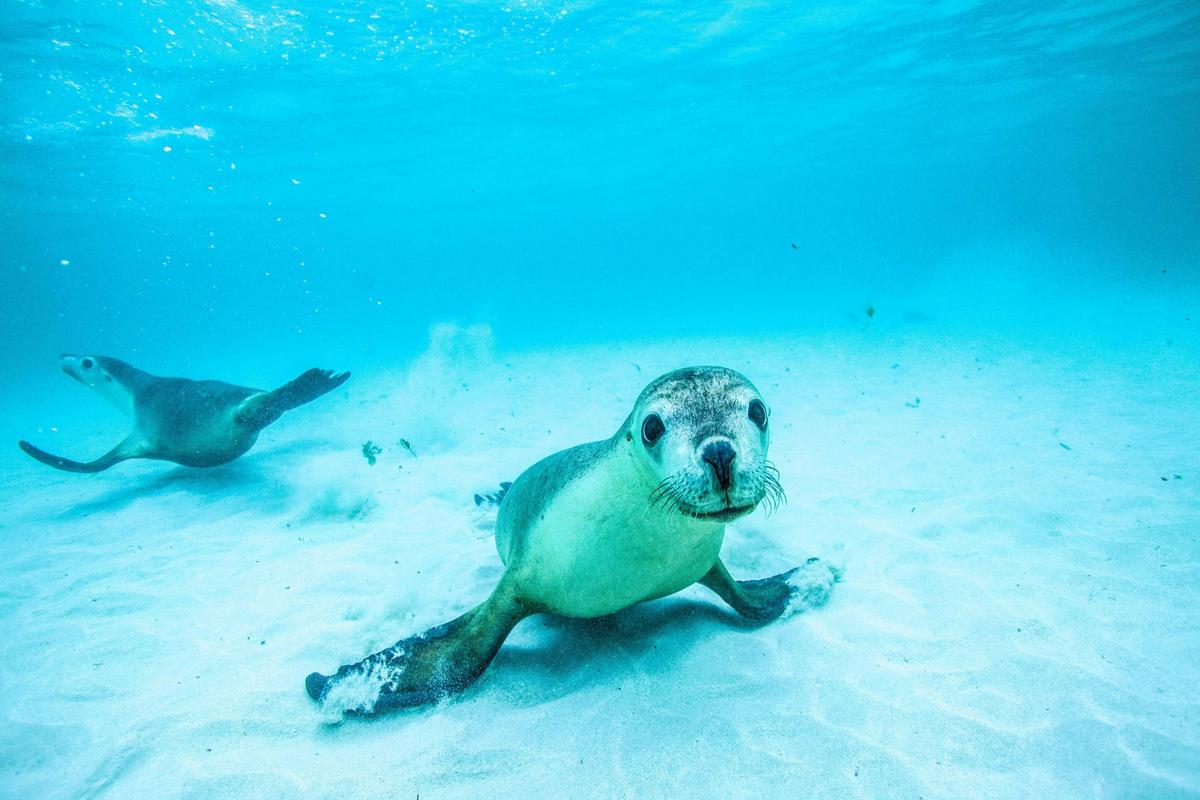 Sea Lion