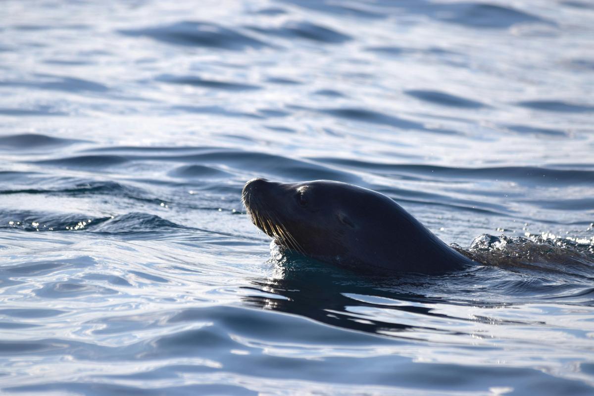 3 Hour Winter Whale Safari (May - Oct) around King George Sound