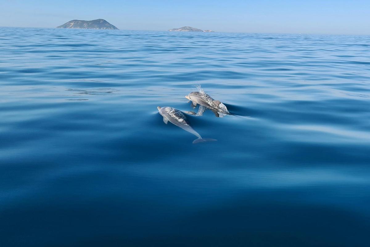 Bottlenose dolphins in King George Sound. A great photo captured by one of our guests Mandie Wiffen.