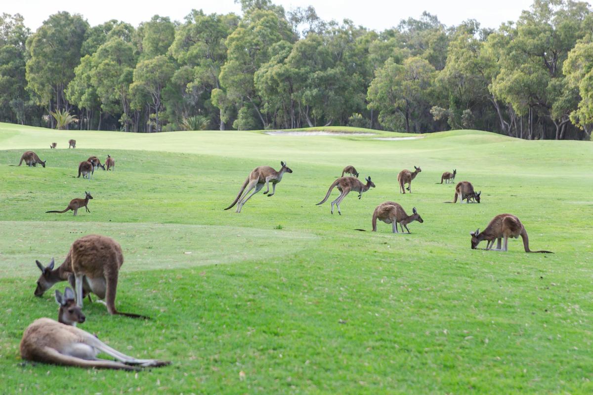 Kangaroo Safari Package