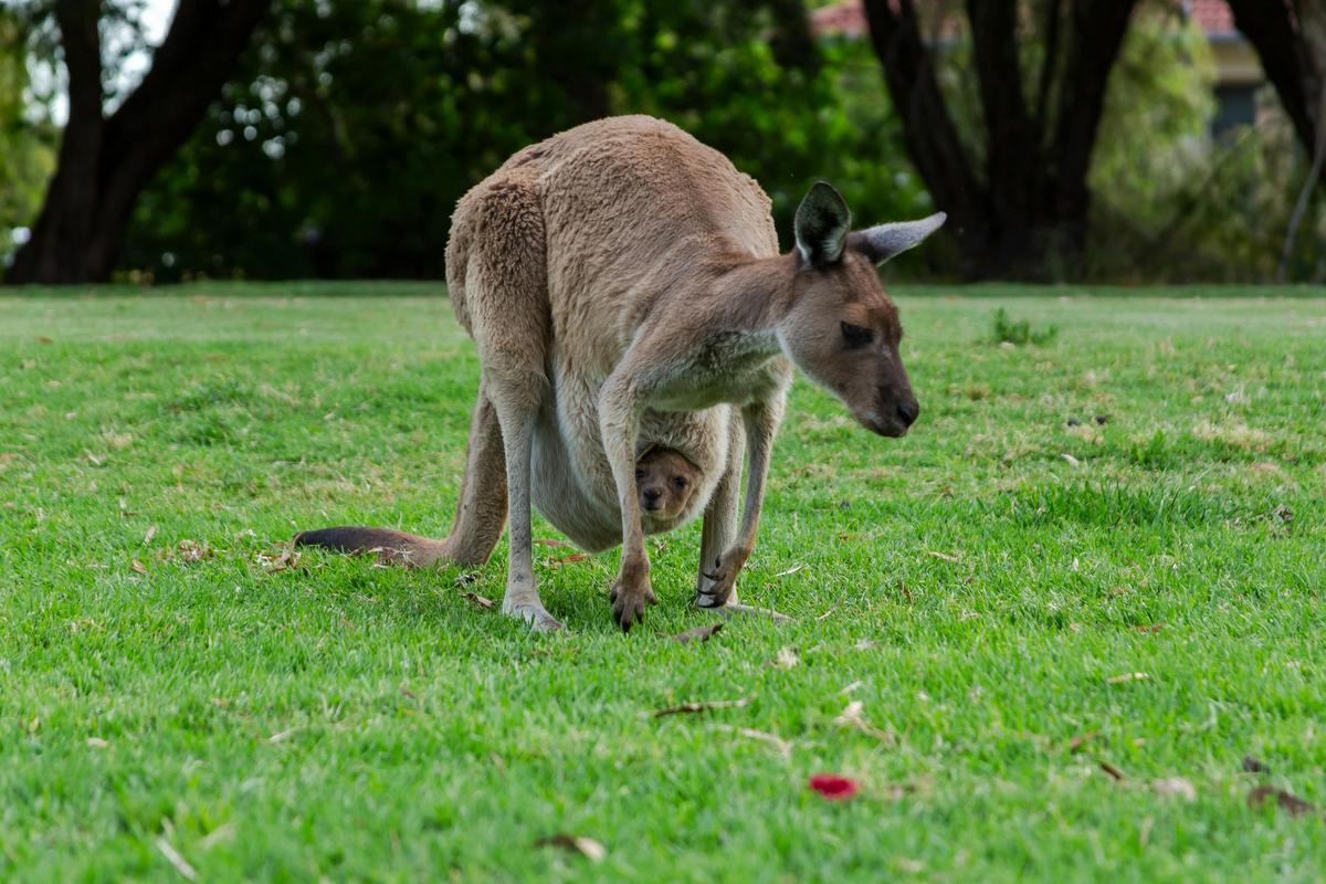 Kangaroo Safari Package