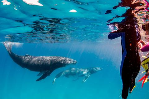 Live Ningaloo