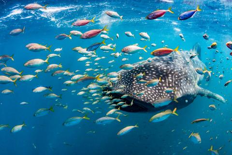 Swim with Whale Sharks