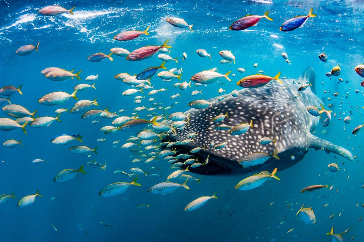 Swim with Whale Sharks
