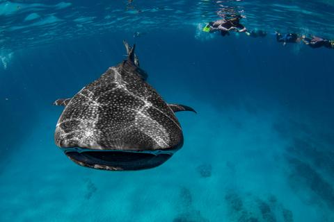 Swim with Whale Sharks